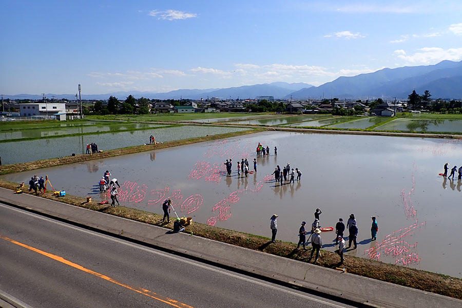 田んぼアート